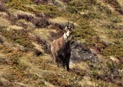 62 Richiamato dal cartteristico fischio tra le narici, colgo allo zoom un bel camoscio